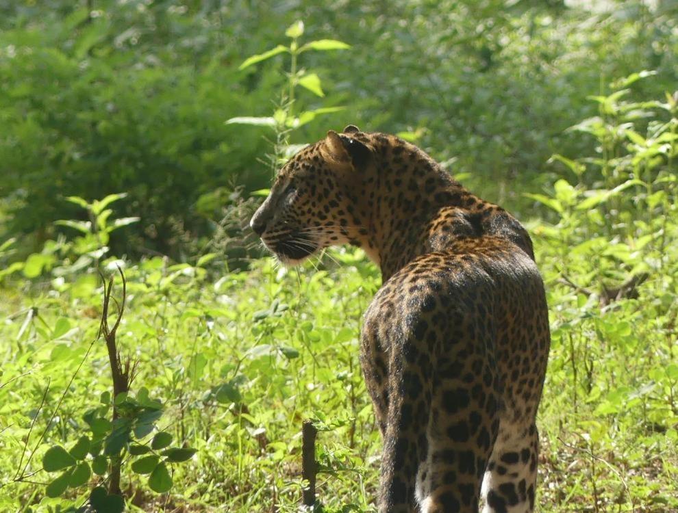 Viveka Inn Guest And Yala Safari تيساماهاراما المظهر الخارجي الصورة
