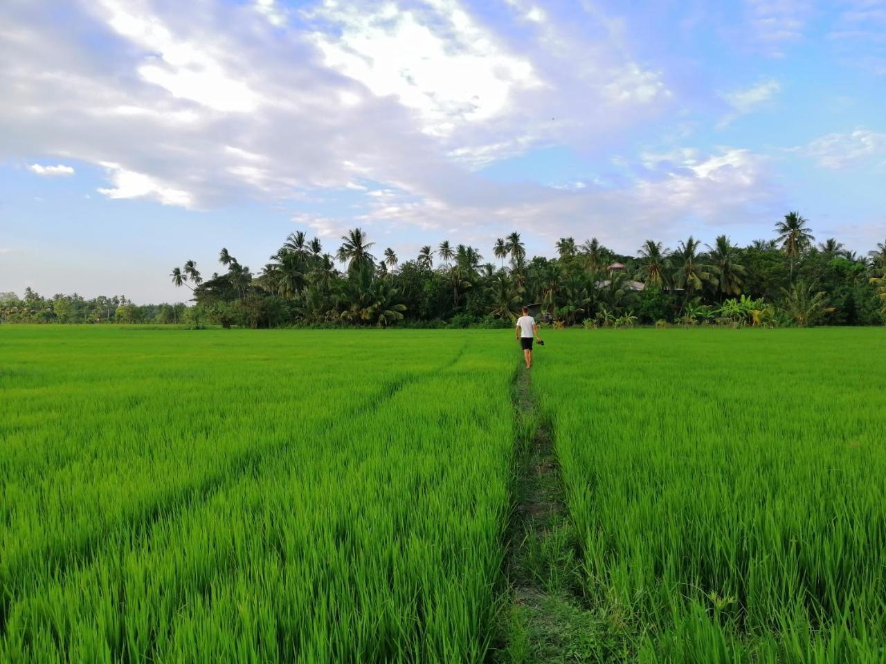 Viveka Inn Guest And Yala Safari تيساماهاراما المظهر الخارجي الصورة