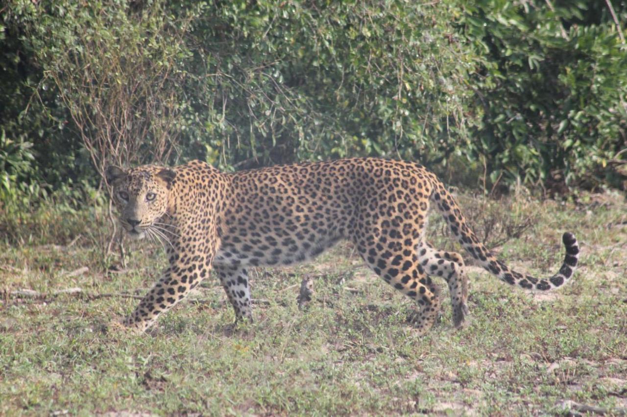 Viveka Inn Guest And Yala Safari تيساماهاراما المظهر الخارجي الصورة