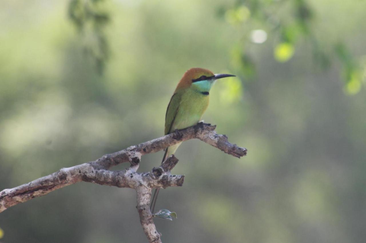 Viveka Inn Guest And Yala Safari تيساماهاراما المظهر الخارجي الصورة