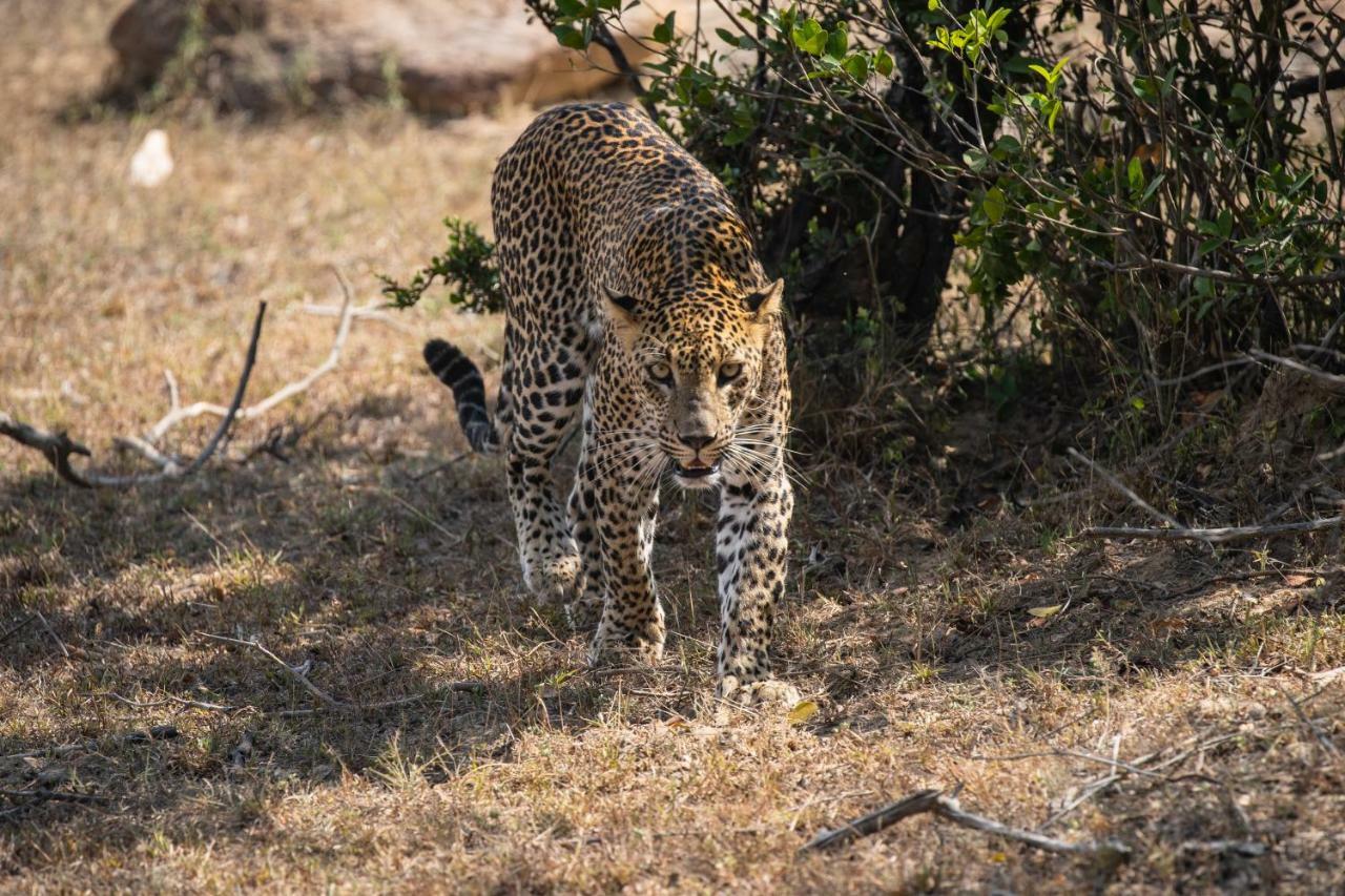 Viveka Inn Guest And Yala Safari تيساماهاراما المظهر الخارجي الصورة