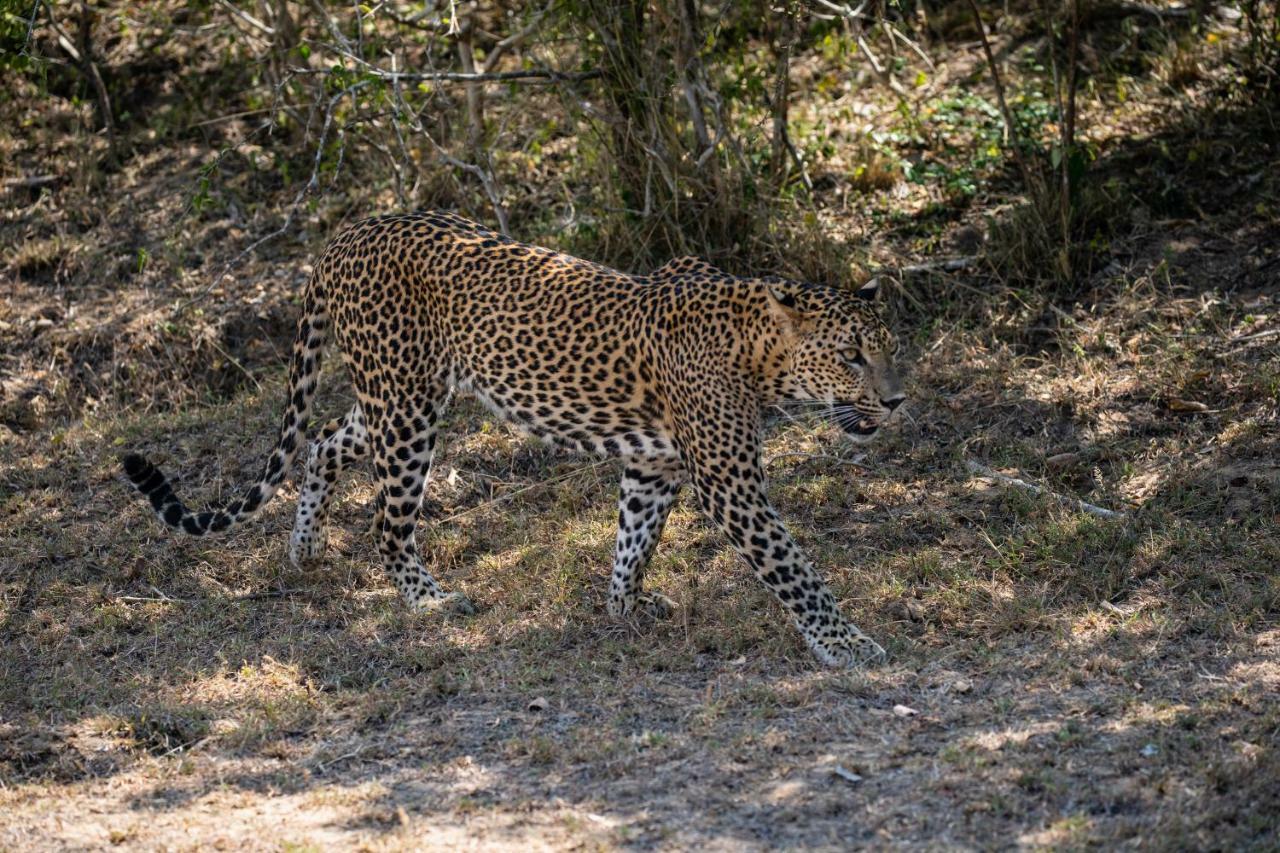 Viveka Inn Guest And Yala Safari تيساماهاراما المظهر الخارجي الصورة