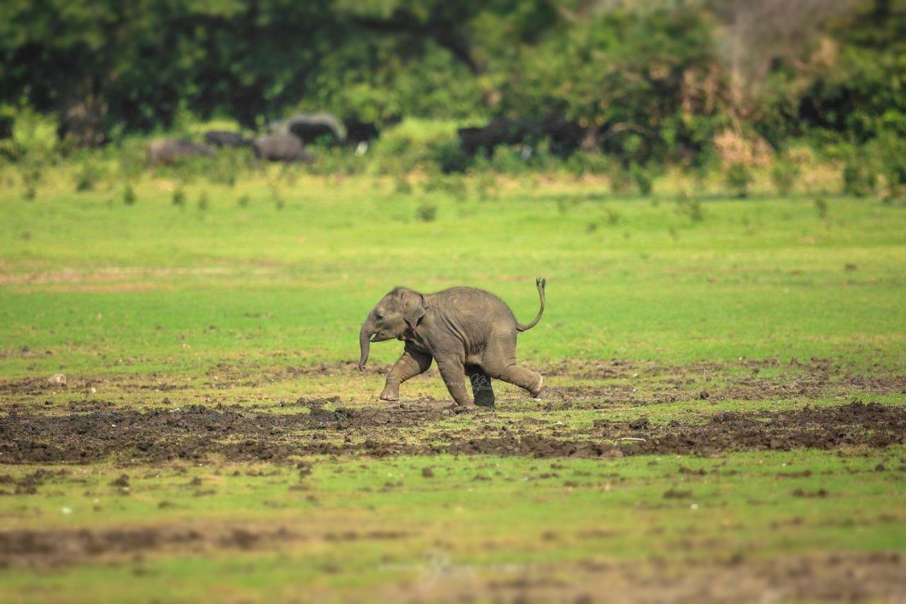 Viveka Inn Guest And Yala Safari تيساماهاراما المظهر الخارجي الصورة